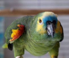  Amazon Parrot