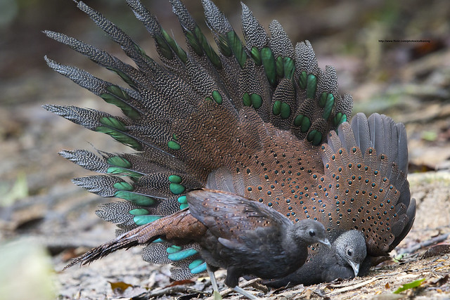 rothschild peacock pheasant
