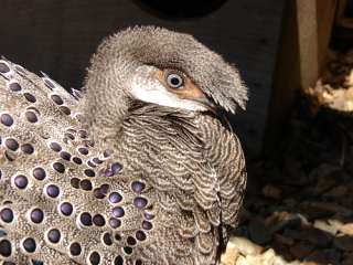  Grey Peacock-Pheasant